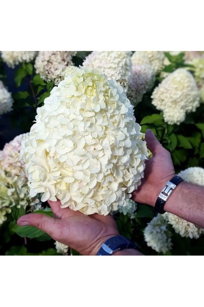 Гортензія волотиста ’Геркулес’ у повному цвіті